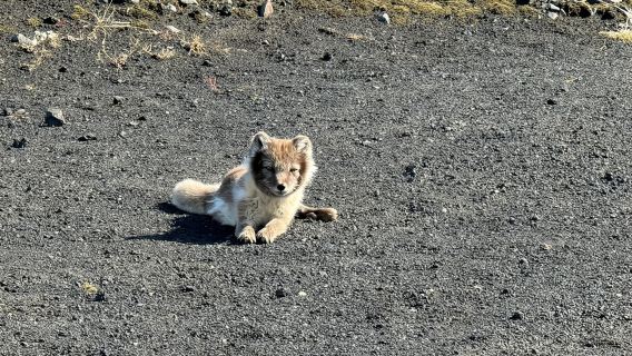 Da Vik: tour guidato per piccoli gruppi alla grotta di ghiaccio di Katla