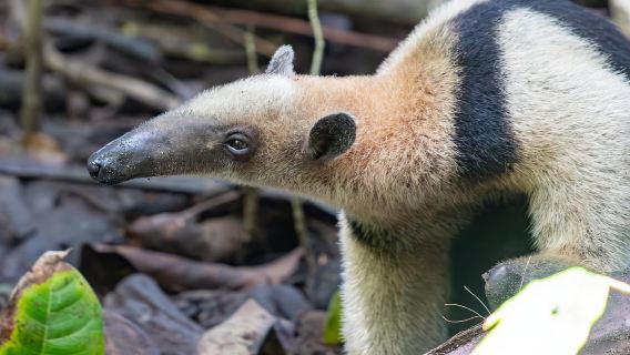 Corcovado National Park: Sirena Day Tour Drake Bay-Corcovado