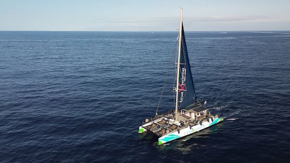 3-hour whale and dolphin observation on an eco-catamaran