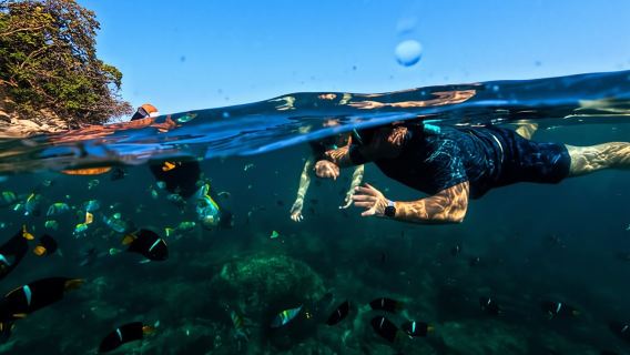 ปวยร์โตวัลลาร์ตา: ดำน้ำตื้นชมปลาเขตร้อนและทัวร์ชมป่าจากยอดไม้