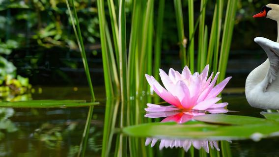Mantova: Crociera alla scoperta dei fiori di loto