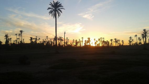Sunset Camel Ride Marrakech with Transfers