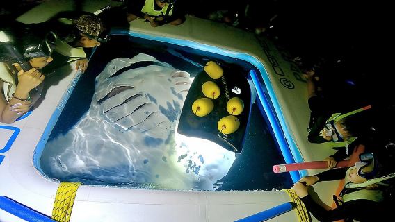 Manta Ray Night Snorkel Tour in Kailua-Kona, Big Island