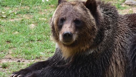 Bear Sanctuary and Dracula's Castle, 1-day Private Tour