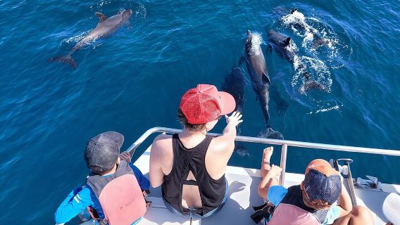 Half-Day Dolphin Watching and Snorkeling in Samara