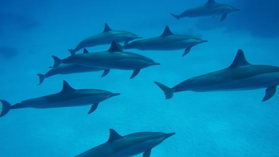 Dolphin House Snorkeling Cruise and Diving for Beginners in Marsa Alam