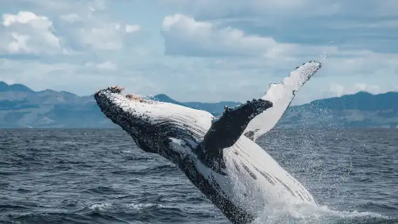 Christchurch + Kaikoura + Whale Watch Kaikoura [Whales, dolphins, and sea lions - see them all]