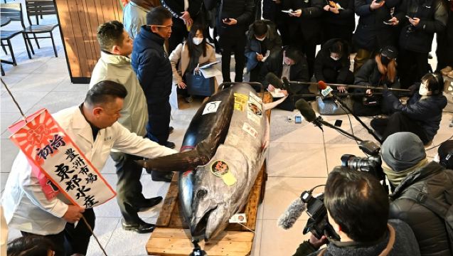 Tokyo, Nhật Bản: Đấu giá cá ngừ và Tour ăn sáng hải sản tại chợ Toyosu và Tsukiji