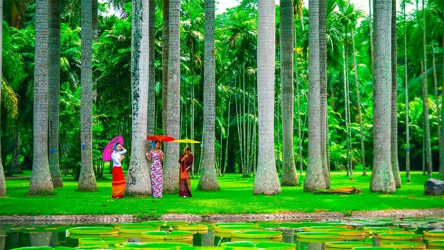 中國雲南中科院西雙版納熱帶植物園一日遊【純玩上門接駁】