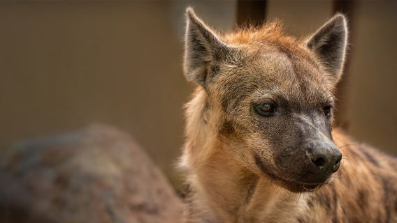 上海動物園【猩咖說|私人團|門票＋文史大咖精講 2H/3H】