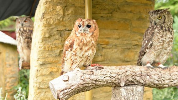 日本大分太宰府天満宮+湯布院街+かまど地獄ワンデーツアー【1名様から催行】