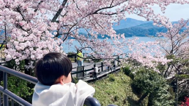 【桜シーズン】日本海の京都天橋立+伊根舟屋ワンデーツアー|オプションでケーブルカー・遊覧船含む