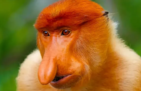 沙巴亞庇Weston紅樹林半日遊 螢火蟲天鏡真Kawa威士頓