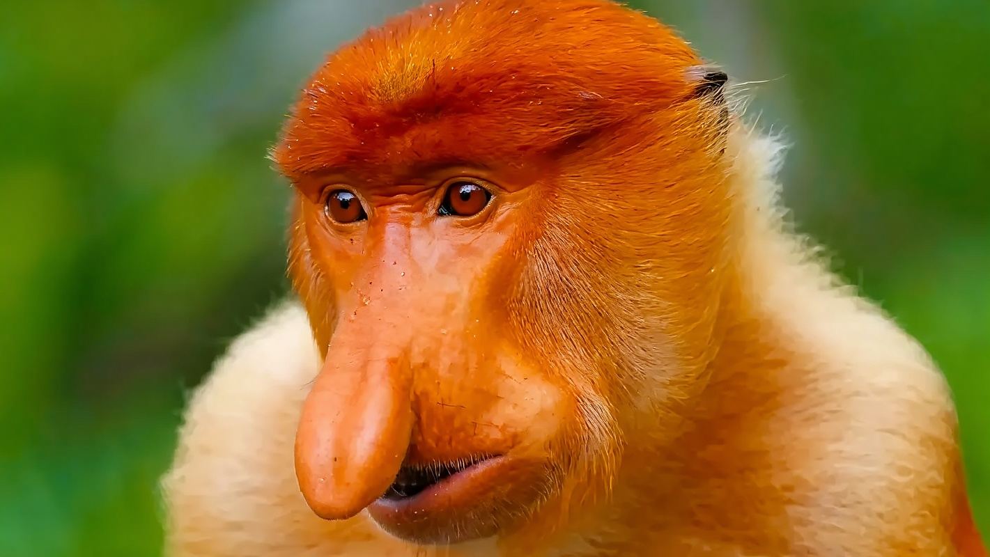 沙巴亞庇天鏡紅樹林/Kawa紅樹林半日遊 螢火蟲長鼻猴一日遊