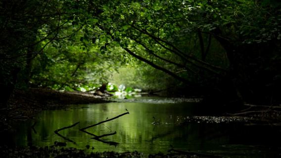 Erleben Sie den Skutarisee in 1 Stunde!
