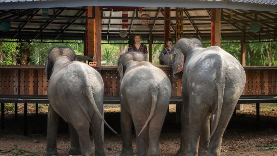Chiang Mai: Program Pemakanan Pertemuan Gajah Beretika