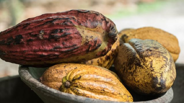 La Fortuna: Rainforest Chocolate Tour