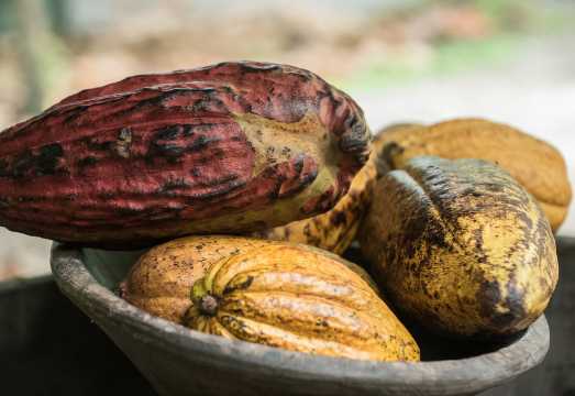 La Fortuna: Rainforest Chocolate Tour