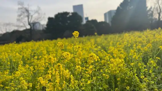 東京：日本花園健行之旅（含茶和甜點）
