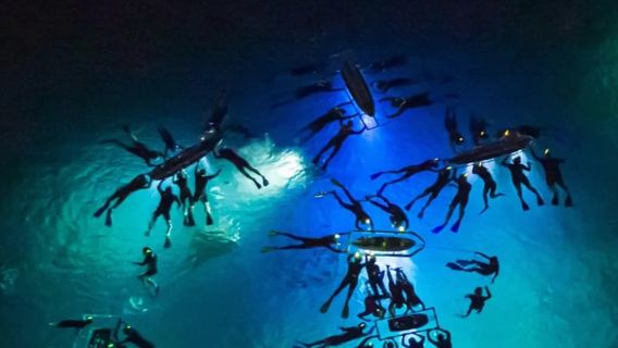 Hawaii Big Island Night Diving Experience (Wild Manta Ray Viewing)|English join-in tour