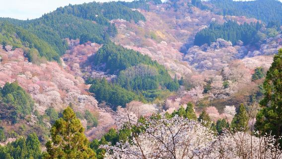 Cherry Blossom Buddha and Mt.Yoshino Tour From Osaka
