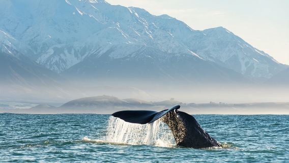 Whale Watching in Kaikoura by Boat