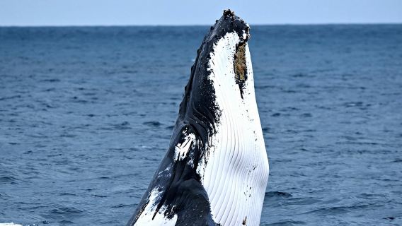 Двухчасовой тур по наблюдению за китами из пристани Фримантла, Западная Австралия