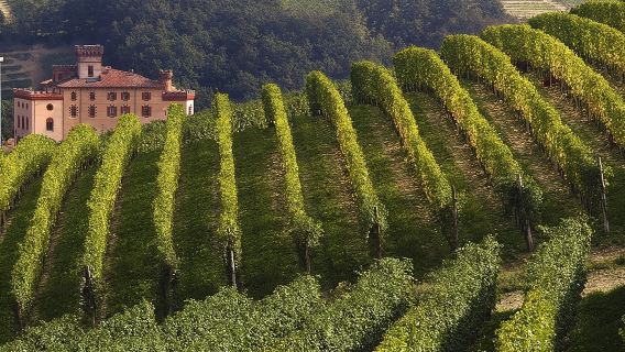 Private Tour: Barolo Wine Tasting in Langhe area from Torino