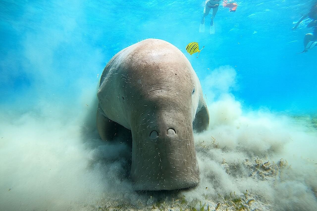 Snorkeling Boat Trip with Dugongs and Turtles in Marsa Alam