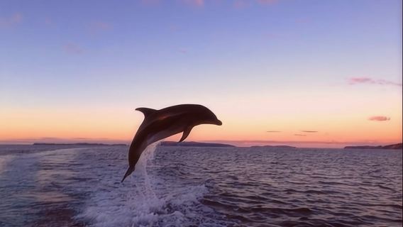 オークランド・ホエール&ドルフィン・サファリ半日ツアー【ハウラキ湾でクジラ観察/野生動物探索】