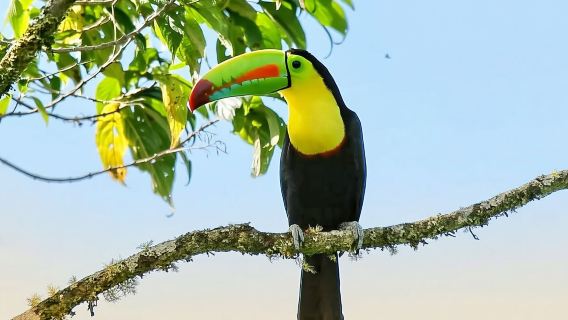 Tour di birdwatching a Curicancha