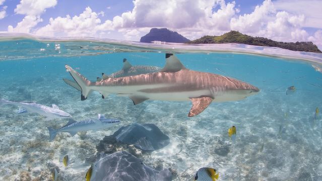 Bora Bora Eco Snorkel Cruise Including Snorkeling with Sharks and Stingrays
