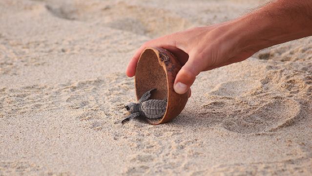 Tour de Liberación de Tortugas Bebés + Recogida + Cortesía en Puerto Escondido!