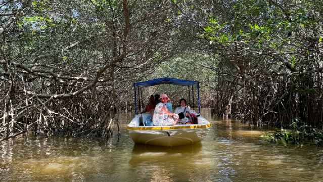 Boat tour through the mangroves of Celestún and Playa from Merida