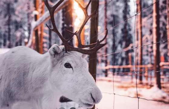 芬蘭羅瓦涅米拉努阿動物園-拉努阿小鎮【中文專車-悅享旅程】