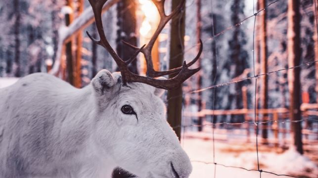 芬蘭羅瓦涅米聖誕長者村-聖誕老人辦公室【中文專車-悅享旅程】