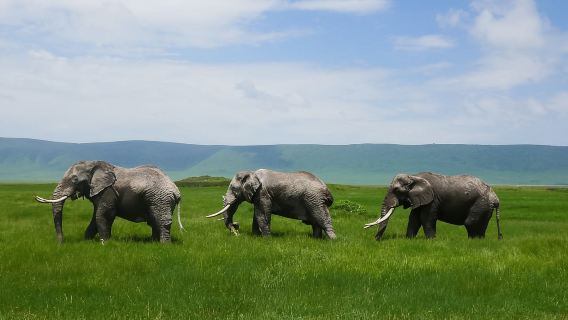 NGORONGORO-AUSFLUG MIT MITTAGESSEN, EIN TAG MIT DEN BIG FIVE