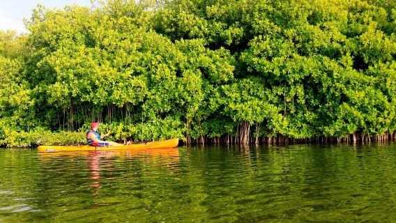 Miches: El Limón Lagoon Guided Kayak Tour with Guide