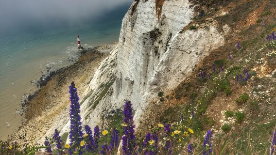 Dari Cambridge: Perjalanan sehari berpemandu ke Brighton & Beachy Head