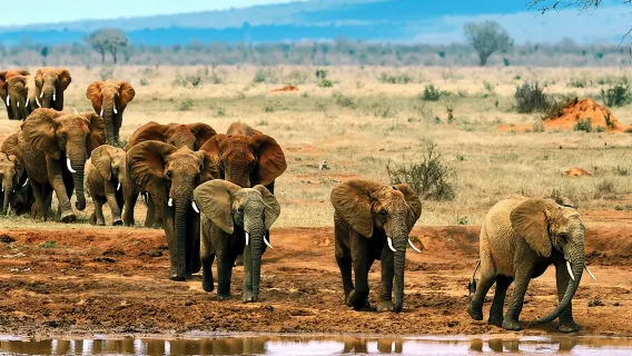 Tur harian ke Taman Nasional Tsavo Timur dari Mombasa