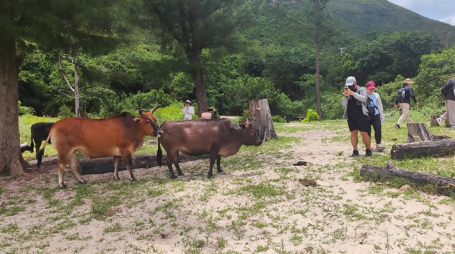 香港麥理浩徑第一段徒步1日遊：破邊洲/地質公園/東壩/浪茄灣