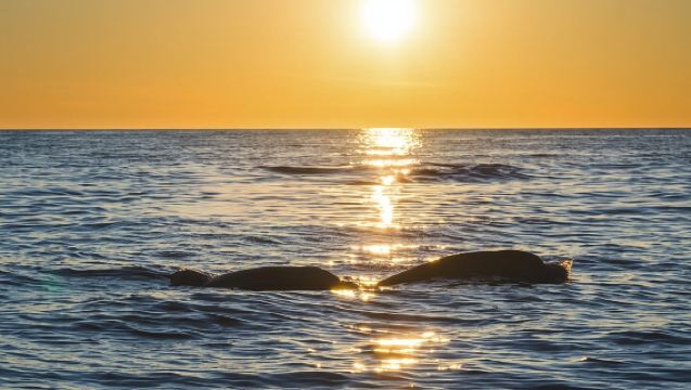 Dolphin Watching Tour – 85% Chance – Drinks & Dinner Included