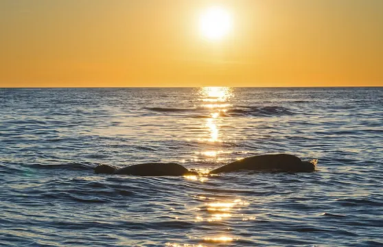 觀賞海豚之旅 – 85%機會 – 包飲品及晚餐