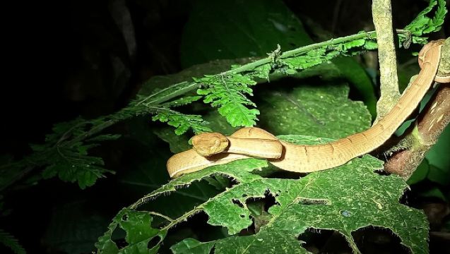 Night Adventures in Monteverde