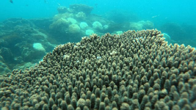 Snorkeling Island Hopping with Cable Car and Lunch