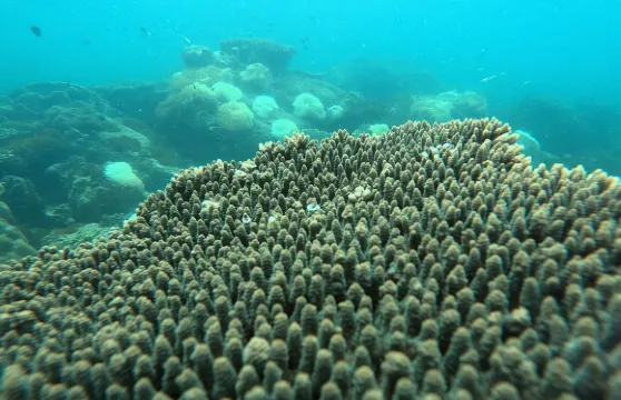 浮潛跳島遊（含纜車和午餐）