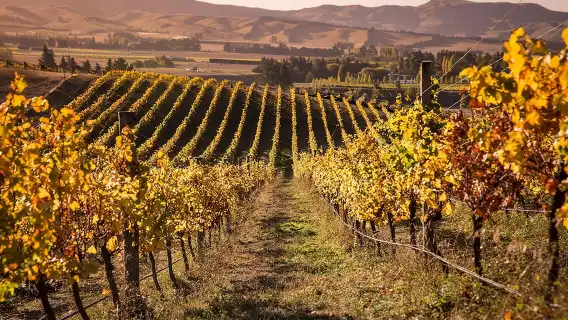 Waipara Wine Tour from Christchurch - including Lunch & Tastings
