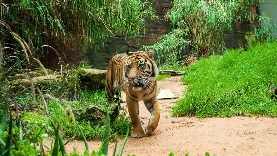 Sydney: Whale Watching Cruise and Taronga Zoo Package