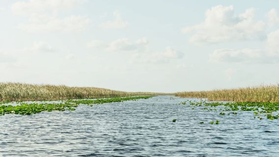 Desde Miami: hidrodeslizador por los Everglades, espectáculo de vida silvestre y traslado en autobús