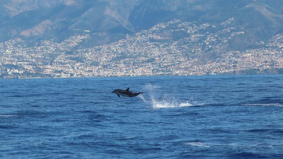 Funchal: Lawatan Bot Laju Memerhati Paus dan Lumba-lumba